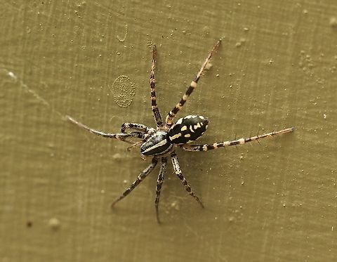 Spotted Ground Swift Spider - Nyssus coloripes The background was chosen by the spider. This one hunting on a hot 32 c day. Australia,Eamw spiders,Encounter Bay SA,Geotagged,Nyssus coloripes,Spotted Ground Swift Spider,Spring