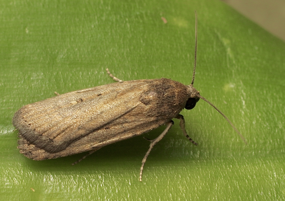 Athetis tenuis Attracted to Uv light. Athetis hospes,Athetis tenuis,Australia,Eamw moth,Encounter Bay SA,Geotagged,Porters rustic,Spring,UVL