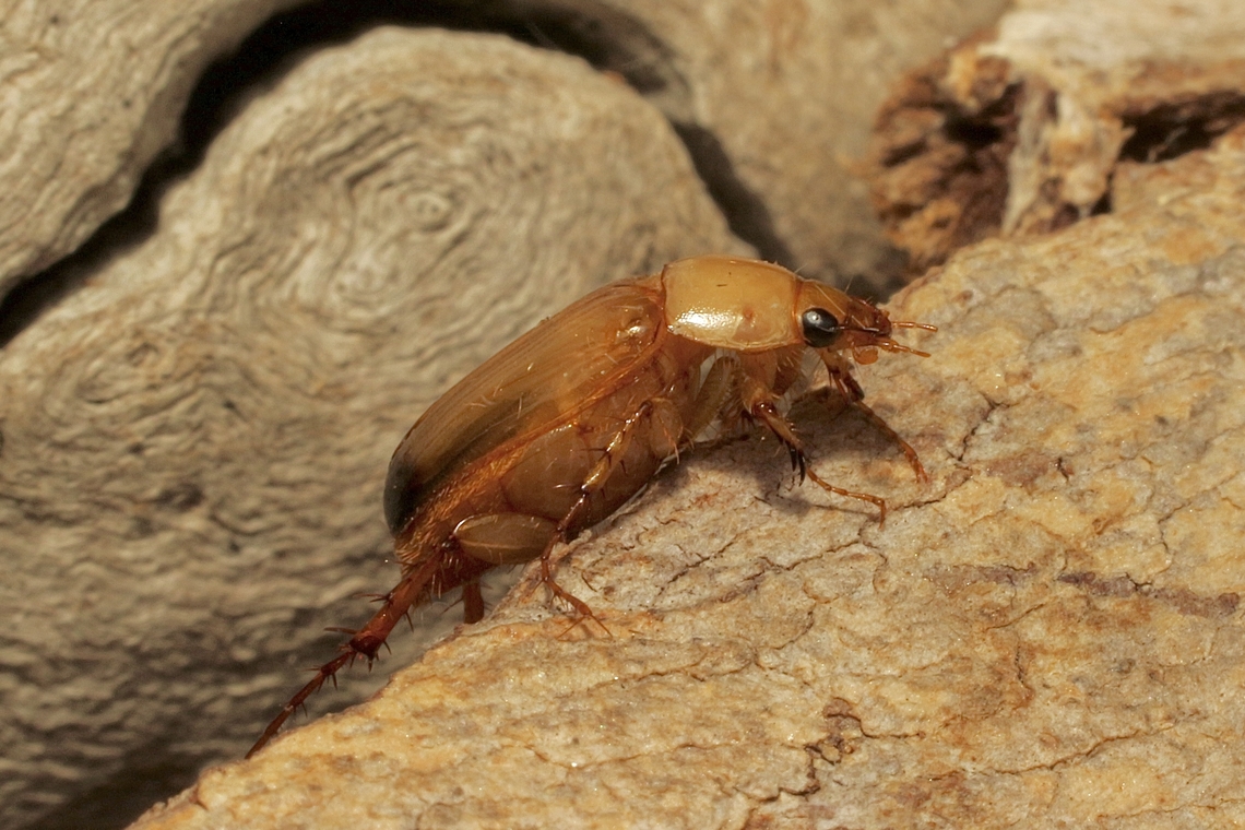Two-tone Nectar beetle - Phyllotocus macleayi Attracted to UV light. Australia,Eamw beetles,Encounter Bay SA,Geotagged,Phyllotocus macleayi,Spring,Two-tone Nectar beetle