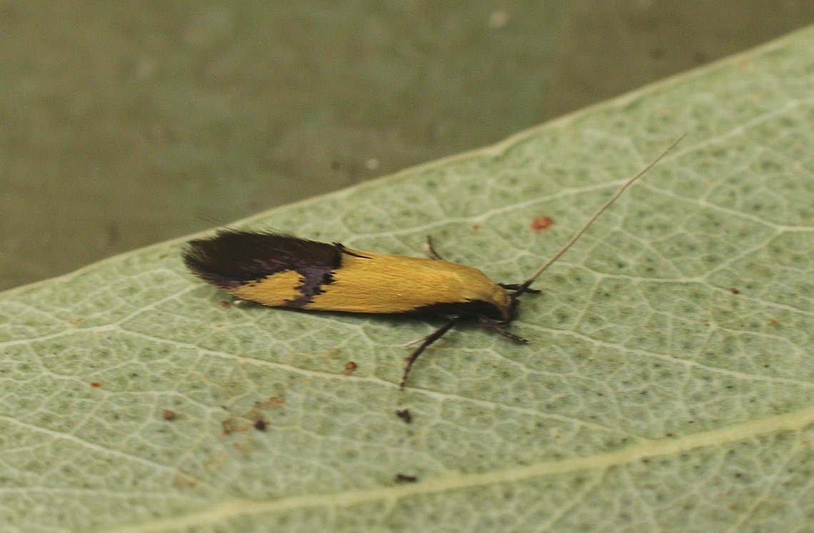 Opogona stereodyta  Australia,Eamw moth,Geotagged,Kyeema Conservation Park,Opogona stereodyta,Spring
