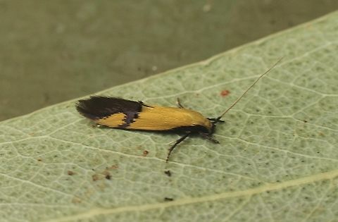 Opogona stereodyta  Australia,Eamw moth,Geotagged,Kyeema Conservation Park,Opogona stereodyta,Spring