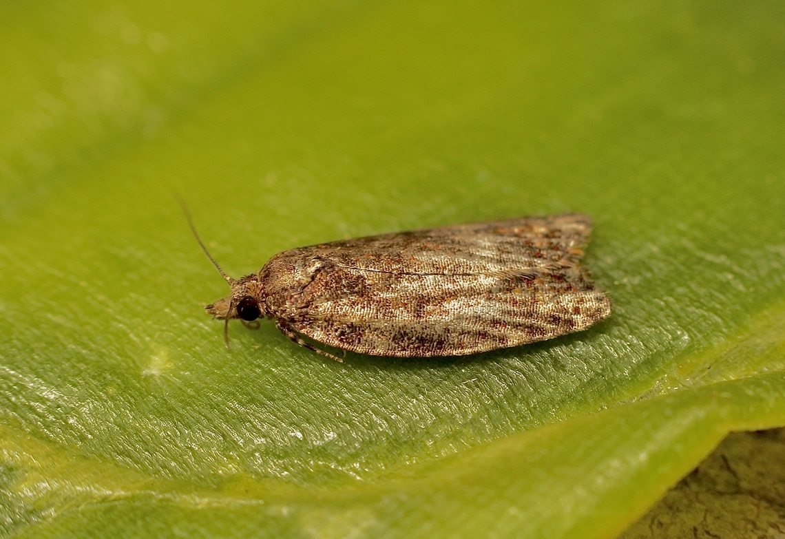 Capua intractana Attracted to UV light. Australia,Capua intractana,Eamw moth,Encounter Bay SA,Geotagged,Spring,UVL