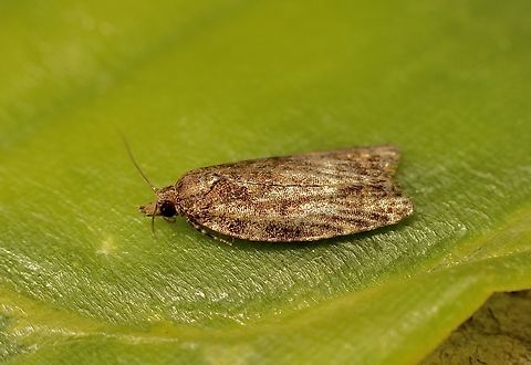 Capua intractana Attracted to UV light. Australia,Capua intractana,Eamw moth,Encounter Bay SA,Geotagged,Spring,UVL