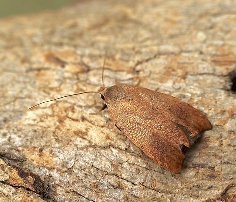 Tortricopsis semijunctella  Australia,Eamw moth,Geotagged,Peters Creek SA.,Spring,Tortricopsis semijunctella