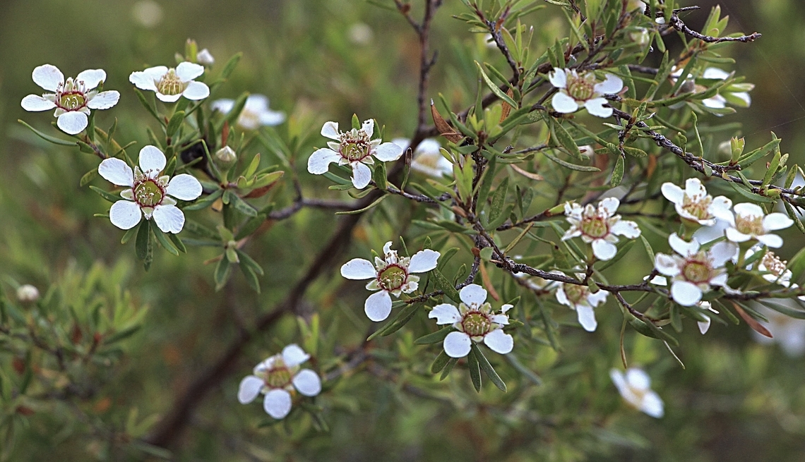 Lemon-scented tea tree. -  Gaudium parvifolium  Australia,Eamw flora,East Kurrajong NSW,Gaudium parvifolium,Geotagged,Lemon-scented tea-tree,Spring