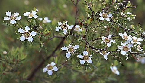 Lemon-scented tea tree. -  Gaudium parvifolium  Australia,Eamw flora,East Kurrajong NSW,Gaudium parvifolium,Geotagged,Lemon-scented tea-tree,Spring