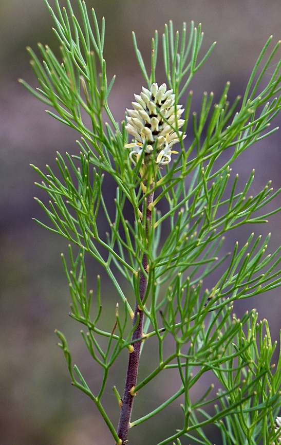 Conesticks - Petrophile pulchella  Australia,Conesticks,Eamw flora,East Kurrajong NSW,Geotagged,Petrophile pulchella,Spring