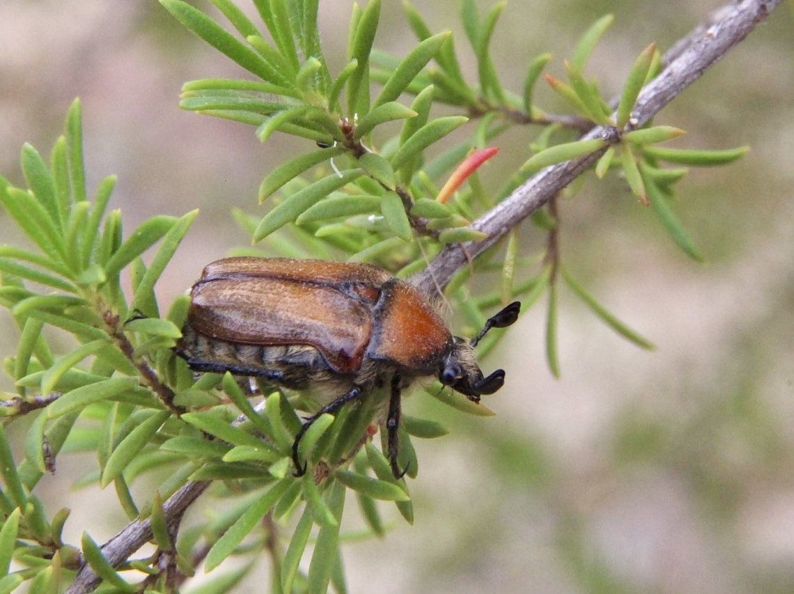 Bisallardiana gymnopleura  Australia,Bisallardiana gymnopleura,Brown Flower Chafer,Eamw beetles,East Kurrajong NSW,Geotagged,Spring