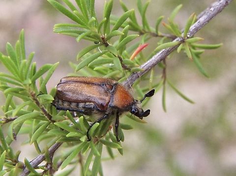 Bisallardiana gymnopleura  Australia,Bisallardiana gymnopleura,Brown Flower Chafer,Eamw beetles,East Kurrajong NSW,Geotagged,Spring