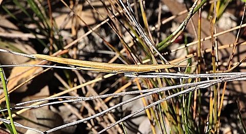 Common Psednura - Psednura pedestris  Australia,Common Psednura,Eamw stick insects,East Kurrajong NSW,Geotagged,Psednura pedestris,Spring