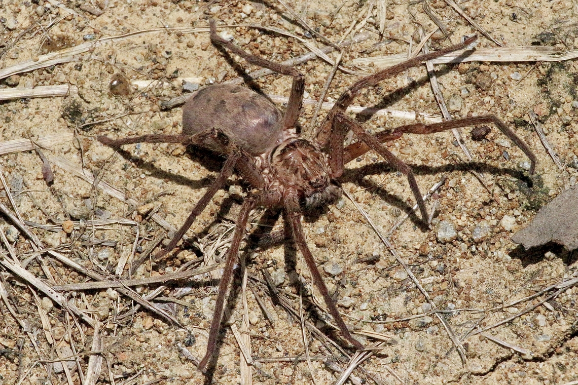 Brisbane Huntsman - Heteropoda jugulans  Australia,Brisbane Huntsman,Eamw spiders,Geotagged,Heteropoda jugulans,Karana Downs Qld,Spring