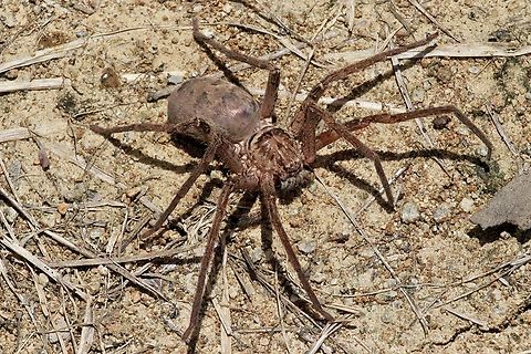 Brisbane Huntsman - Heteropoda jugulans  Australia,Brisbane Huntsman,Eamw spiders,Geotagged,Heteropoda jugulans,Karana Downs Qld,Spring
