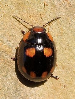 Blessed leaf beetle - Paropsisterna beata  Australia,Bairnsdale Vic,Blessed leaf beetle,Eamw beetles,Geotagged,Paropsisterna beata,Summer