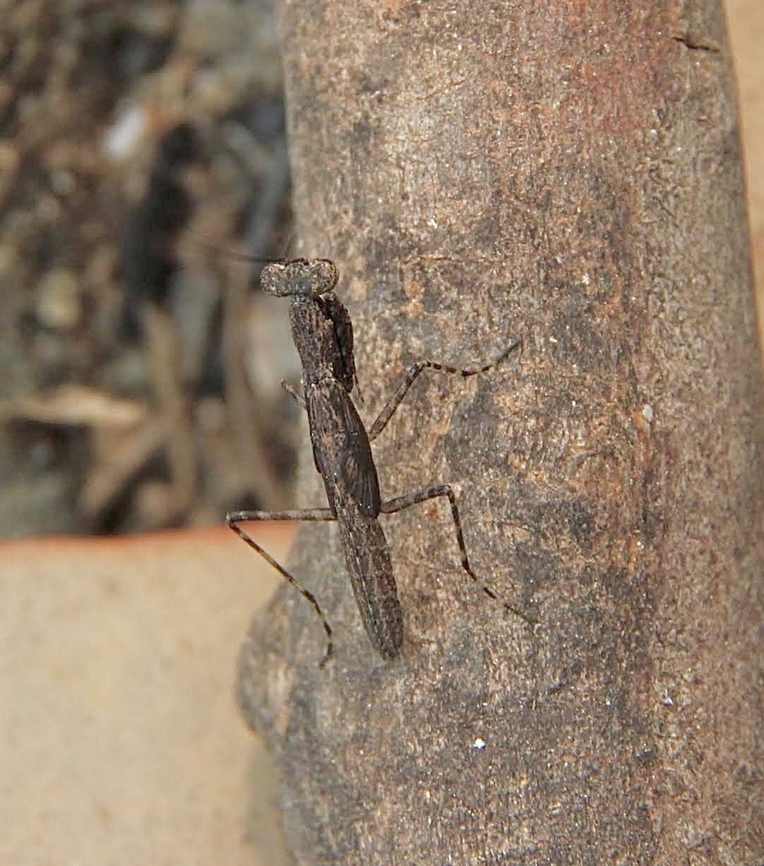 Pygmy mantis - genus Bolbe Not much info on this one .Not sure if this is the nymphal stage or adult.  Australia,Bolbe nigra,Eamw mantids,East Kurrajong NSW,Geotagged,Spring
