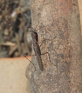 Pygmy mantis - genus Bolbe Not much info on this one .Not sure if this is the nymphal stage or adult.  Australia,Bolbe nigra,Eamw mantids,East Kurrajong NSW,Geotagged,Spring
