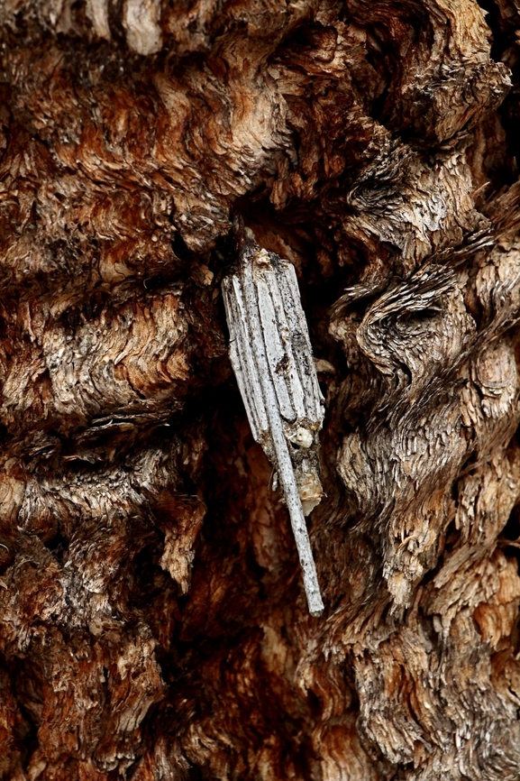 Case moth - genus Clania Case attached to the bark of an gnarly old river redgum tree Australia,Eamw stick insects,Geotagged,Spring,Victor Harbor SA