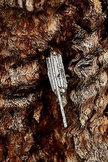Case moth - genus Clania Case attached to the bark of an gnarly old river redgum tree Australia,Eamw stick insects,Geotagged,Spring,Victor Harbor SA