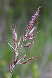 Red antler wallaby grass - Rytidosperma pallidum Flowering. Australia,Eamw flora,Geotagged,Langwarrin Reserve,Rytidosperma pallidum,Spring
