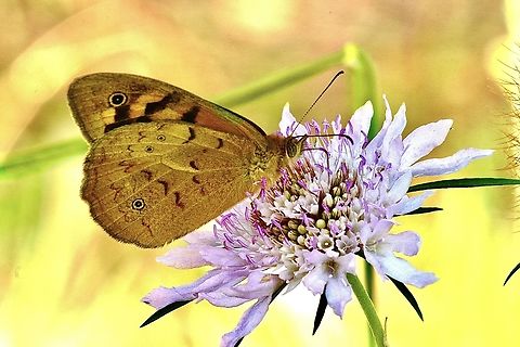 Common Brown - Heteronympha merope  Australia,Common Brown,Eamw butterflies,Geotagged,Heteronympha merope,Kyeema Conservation Park,Spring