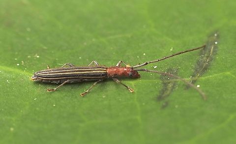 Syllitus rectus Attracted to UV light . Australia,Eamw beetles,Encounter Bay SA,Geotagged,Spring,Syllitus rectus,Syllitus recuts