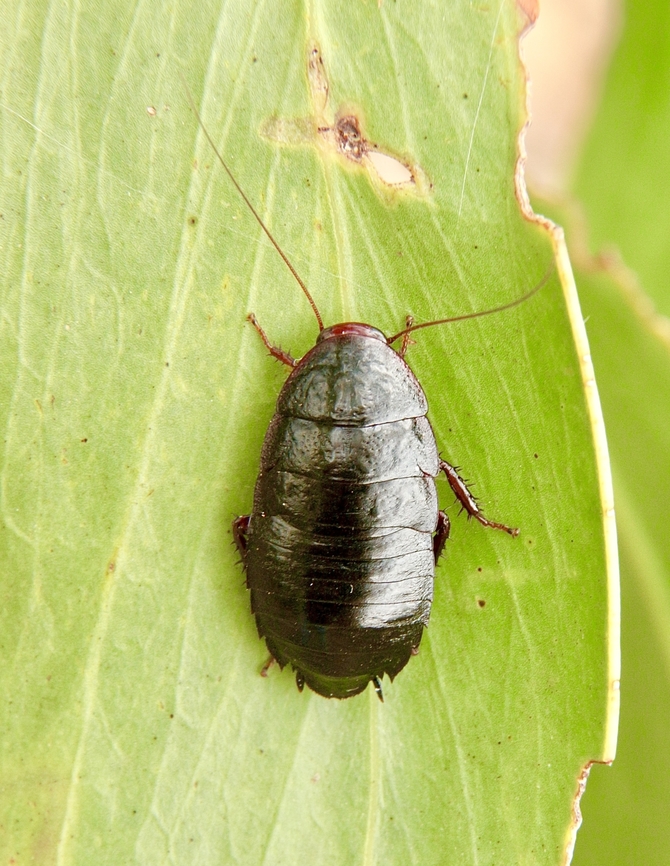 Cockroach in genus Platyzosteria  Australia,Cox Scrub,Eamw cockroaches,Geotagged,Summer