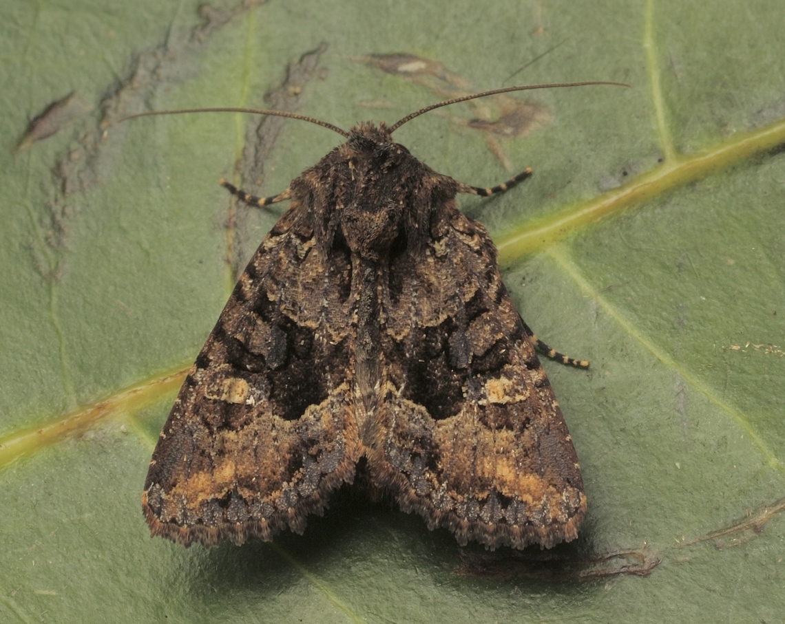Black Turnip Moth - Neumichtis nigerrima  Australia,Eamw moth,Encounter Bay SA,Geotagged,Neumichtis nigerrima,Spring,UVL