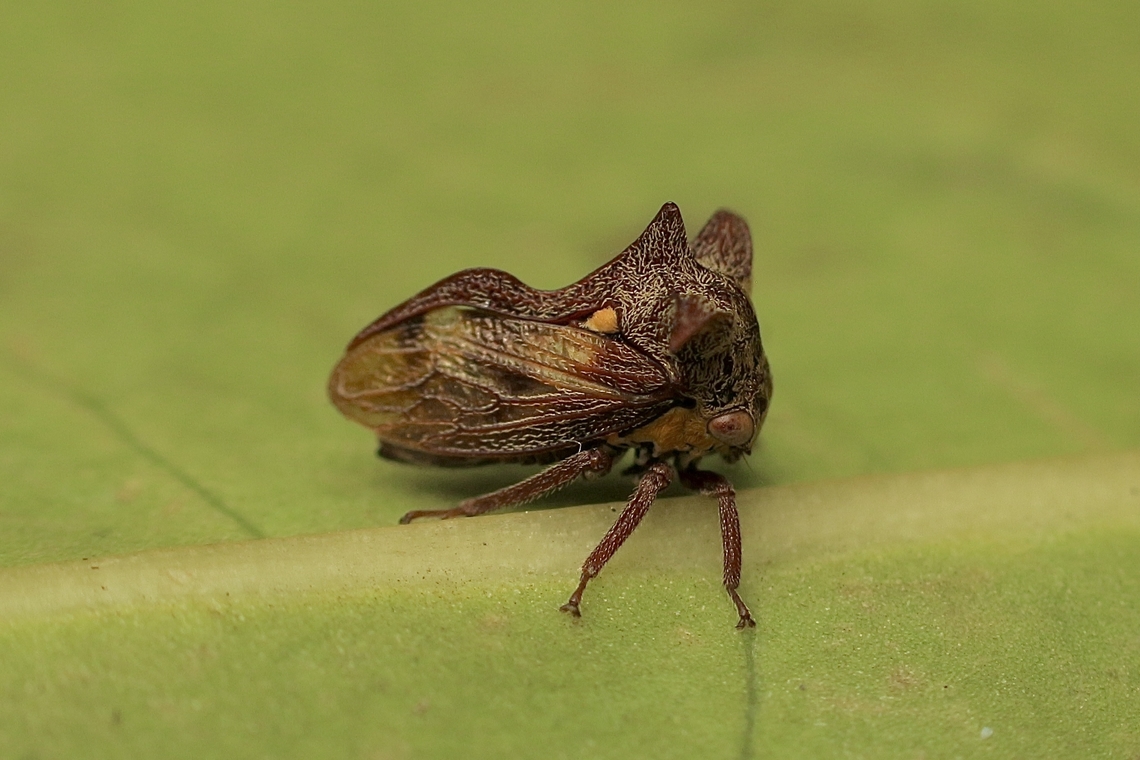 Tri-horned Treehopper - Acanthuchus trispinifer  Acanthuchus trispinifer,Australia,Eamw Treehopper,Encounter Bay SA,Geotagged,Spring,Tri-horned Treehopper,UVL