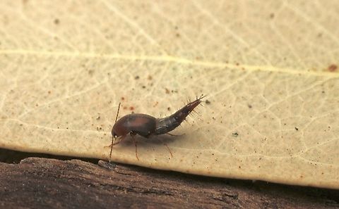 Rove beetle in genus Sepedophilus Very small rove beetle attracted to UV light. Australia,Eamw beetles,Encounter Bay SA,Geotagged,Spring,UVL