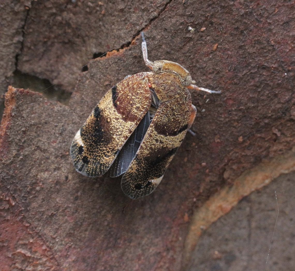 Gree-faced gumhopper - Platybrachys decemmacula  Australia,Eamw planthoppers,Geotagged,Karana Downs Qld,Platybrachys decemmacula,Summer