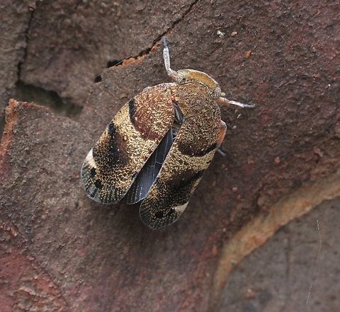 Gree-faced gumhopper - Platybrachys decemmacula  Australia,Eamw planthoppers,Geotagged,Karana Downs Qld,Platybrachys decemmacula,Summer