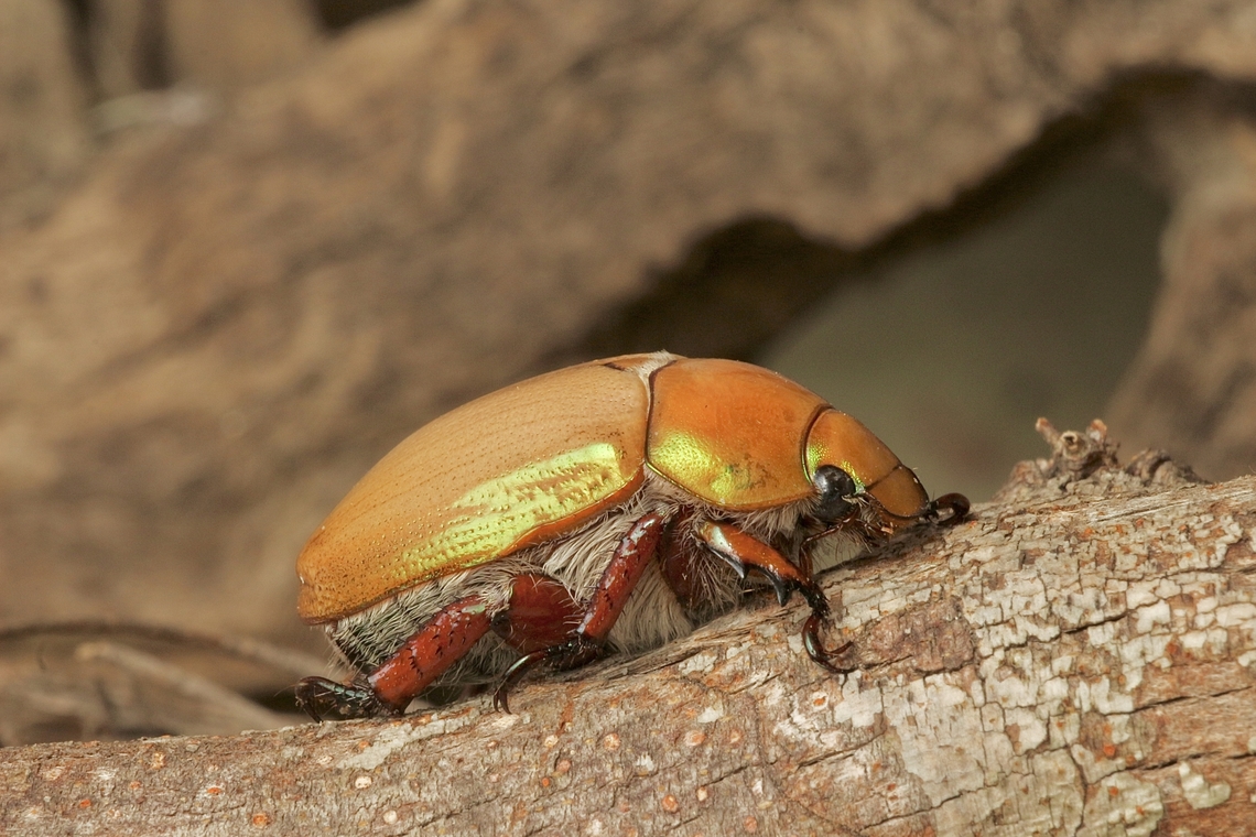 Anoplognathus montanus My wife found it in our kitchen sink after a hot 35 c day. Anoplognathus montanus,Australia,Duck Billed Beetle,Eamw beetles,Encounter bay,Geotagged,Spring