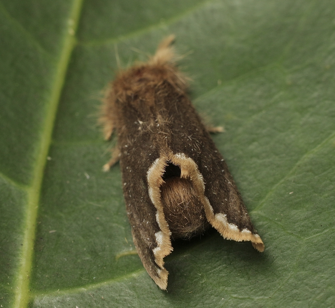 Bordered Browntail Moth - Urocoma limbalis Sorry not the best photo. Australia,Bordered Browntail Moth,Eamw moth,Encounter Bay SA,Euproctis limbalis,Geotagged,Spring,UVL