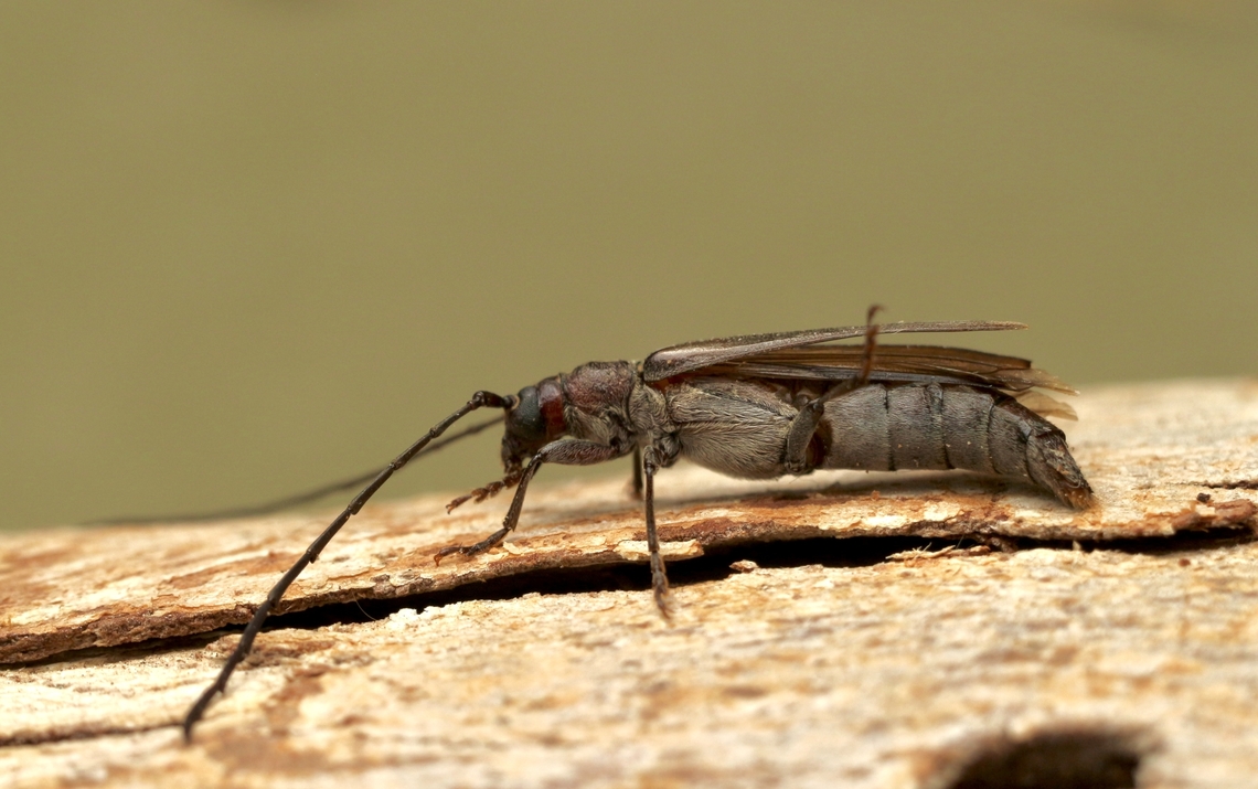 Unidentified longicorn beetle Attracted to UV light . Australia,Eamw beetles,Encounter Bay SA,Geotagged,Spring,UVL,eamw Long Horn beetle
