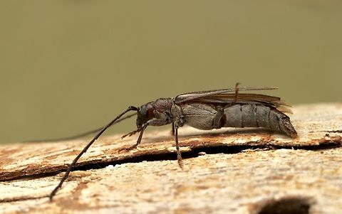 Unidentified longicorn beetle Attracted to UV light . Australia,Eamw beetles,Encounter Bay SA,Geotagged,Spring,UVL,eamw Long Horn beetle