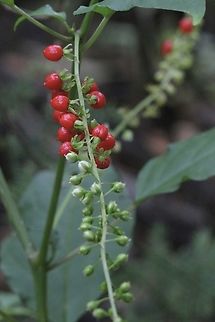 Pigeonberry -  Rivina humilis  Australia,Bloodberry,Eamw flora,Geotagged,Karana Downs Qld,Rivina humilis,Summer
