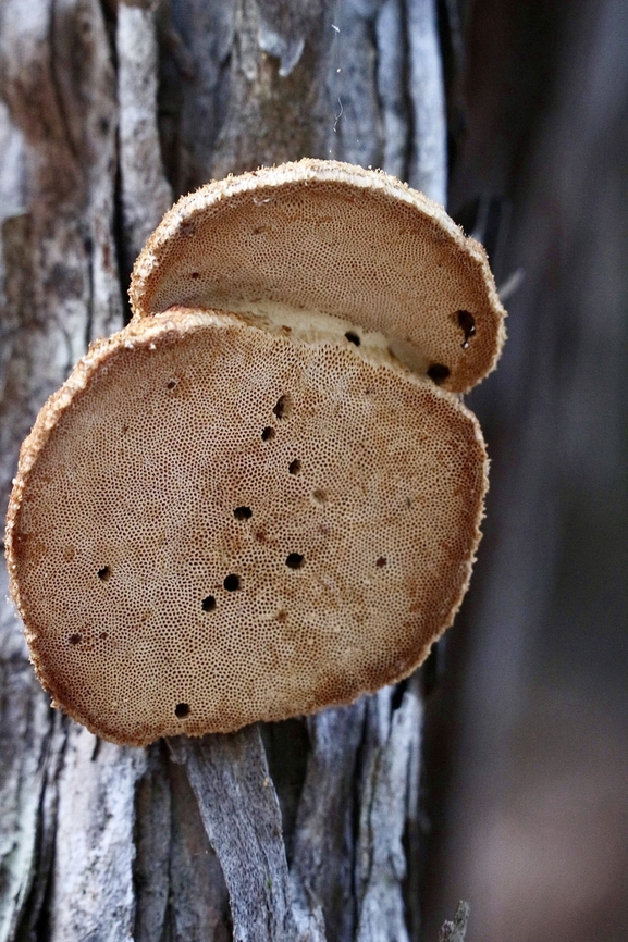 Bracket Fungi - Family Polyporaceae  Australia,Eamw fungi,Geotagged,NSW Tea Gardens,Summer,bracket fungus