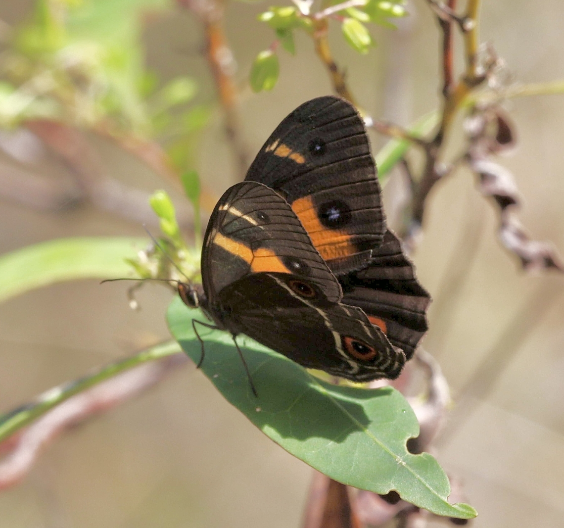 Tisiphone abeona  Australia,Eamw butterflies,Geotagged,NSW Tea Gardens,Summer,Swordgrass Brown,Tisiphone abeona