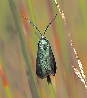 Foster moth - genus Pollanisus Difficult to identify from photos. It is a diurnal moth. Australia,Eamw moth,Geotagged,Peters Creek,Spring