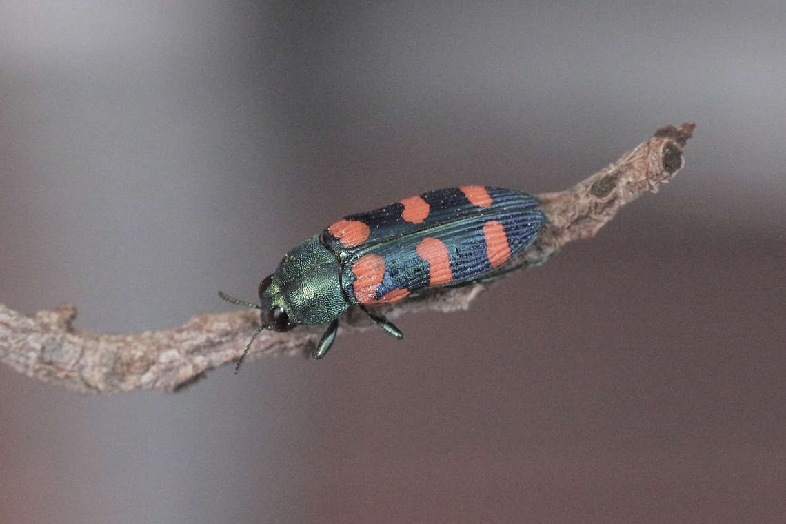 Jewel beetle - Castiarina cruentata  Australia,Castiarina cruentata,Clifton springs Vic,Eamw beetles,Geotagged,Spring,eamw jewel beetles