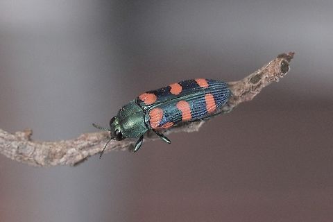 Jewel beetle - Castiarina cruentata  Australia,Castiarina cruentata,Clifton springs Vic,Eamw beetles,Geotagged,Spring,eamw jewel beetles