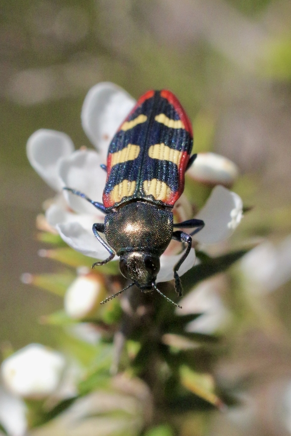 Jewel beetle - Castiarina punctatosulcata  Australia,Castiarina punctatosulcata,Clifton springs Vic,Eamw beetles,Geotagged,Spring,eamw jewel beetles