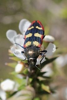 Jewel beetle - Castiarina punctatosulcata  Australia,Castiarina punctatosulcata,Clifton springs Vic,Eamw beetles,Geotagged,Spring,eamw jewel beetles