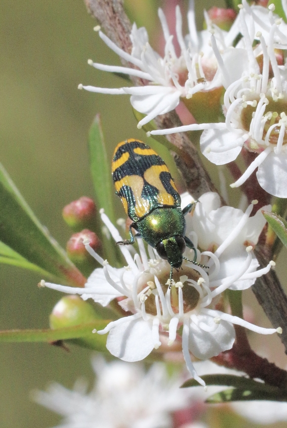 Jewel beetle - Genus Castiarina  Australia,Eamw beetles,Geotagged,Langwarrin Reserve,Spring,eamw jewel beetles