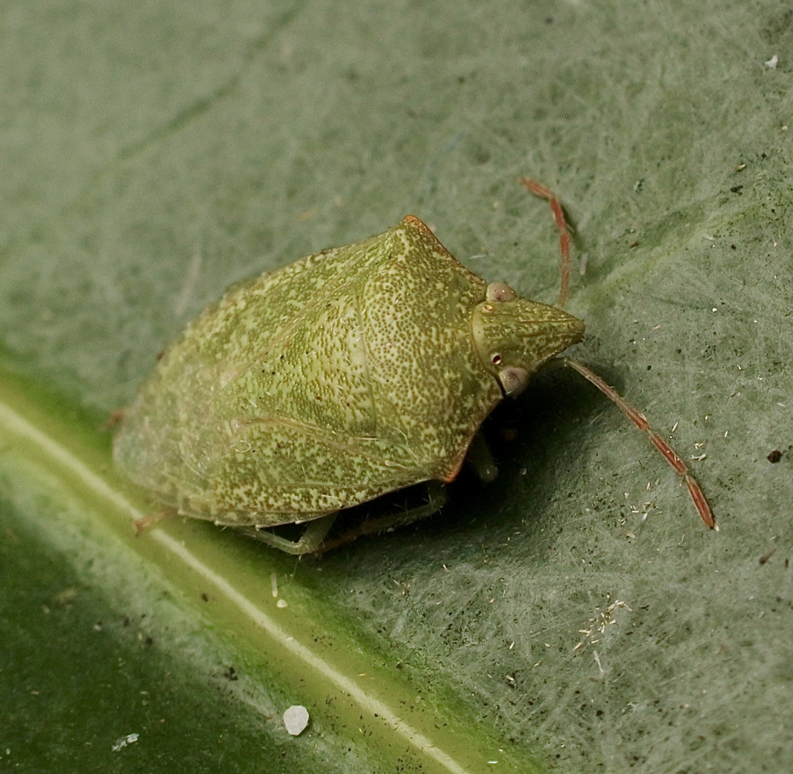 Cuspicona ooldeae A stink bug,attracted to UV light. Australia,Cuspicona ooldeae,Geotagged,Spring