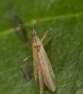 Pacific Damsel Bug - Nabis kinbergii Attracted to UV light. Australia,Geotagged,Nabis kinbergii,Spring