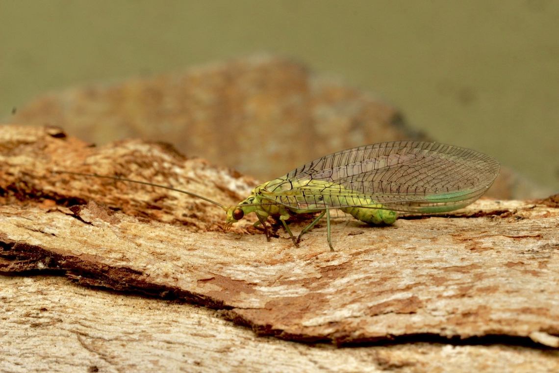 Lacewing - Italochrysa insignis Attracted to UV light.  Australia,Geotagged,Italochrysa insignis,Spring
