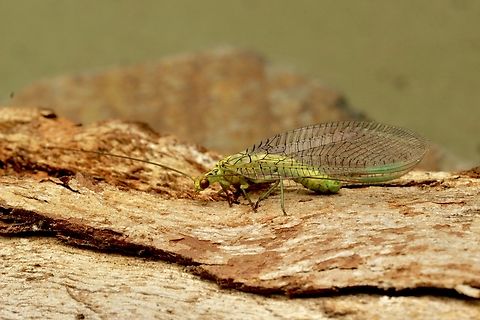Lacewing - Italochrysa insignis Attracted to UV light.  Australia,Geotagged,Italochrysa insignis,Spring