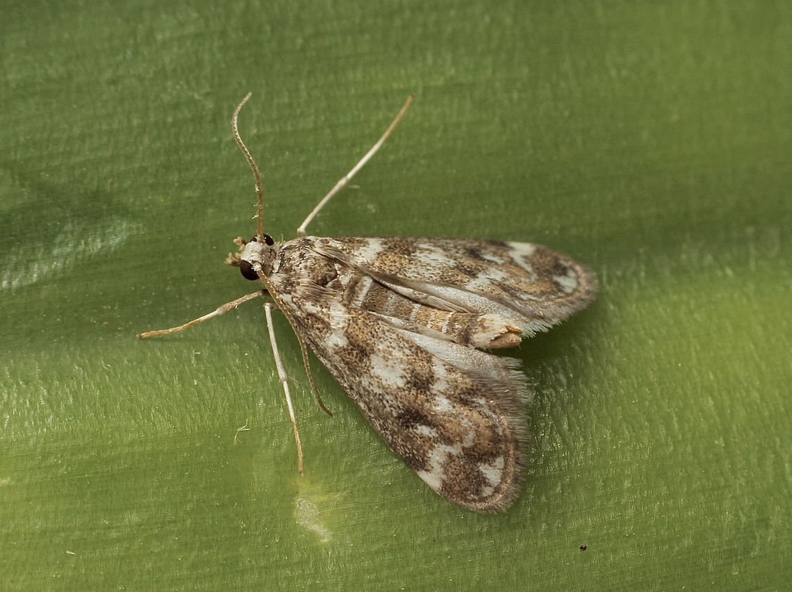 Pond moth - Hygraula nitens Attracted to UV light. Australia,Geotagged,Hygraula nitens,Pond Moth,Spring