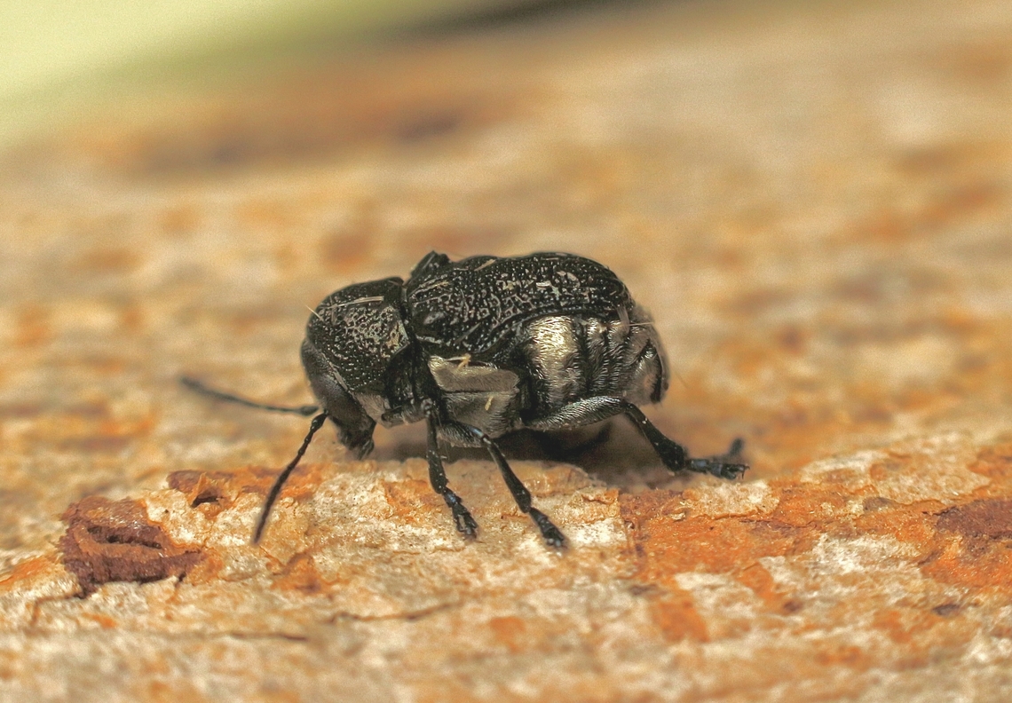 Leaf beetle - Aporocera scabrosa  Aporocera scabrosa,Australia,Geotagged,Spring