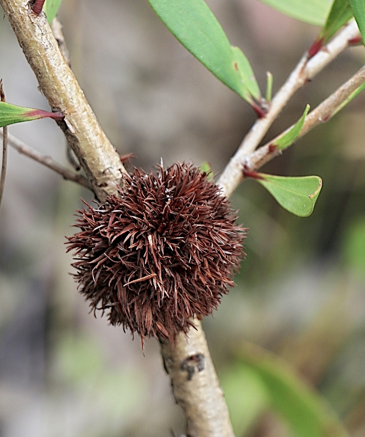 Beesonia ferrugineus Beesoniidae is a family of scale insects commonly known as beesoniids. They typically cause galls on their plant hosts. Members of this family mostly come from southern Asia. (Wikipedia) Australia,Beesonia ferrugineus,Geotagged,NSW Tea Gardens,Summer